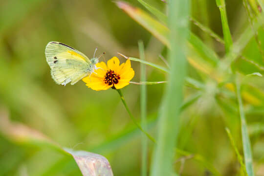 Image of Dainty Sulphur