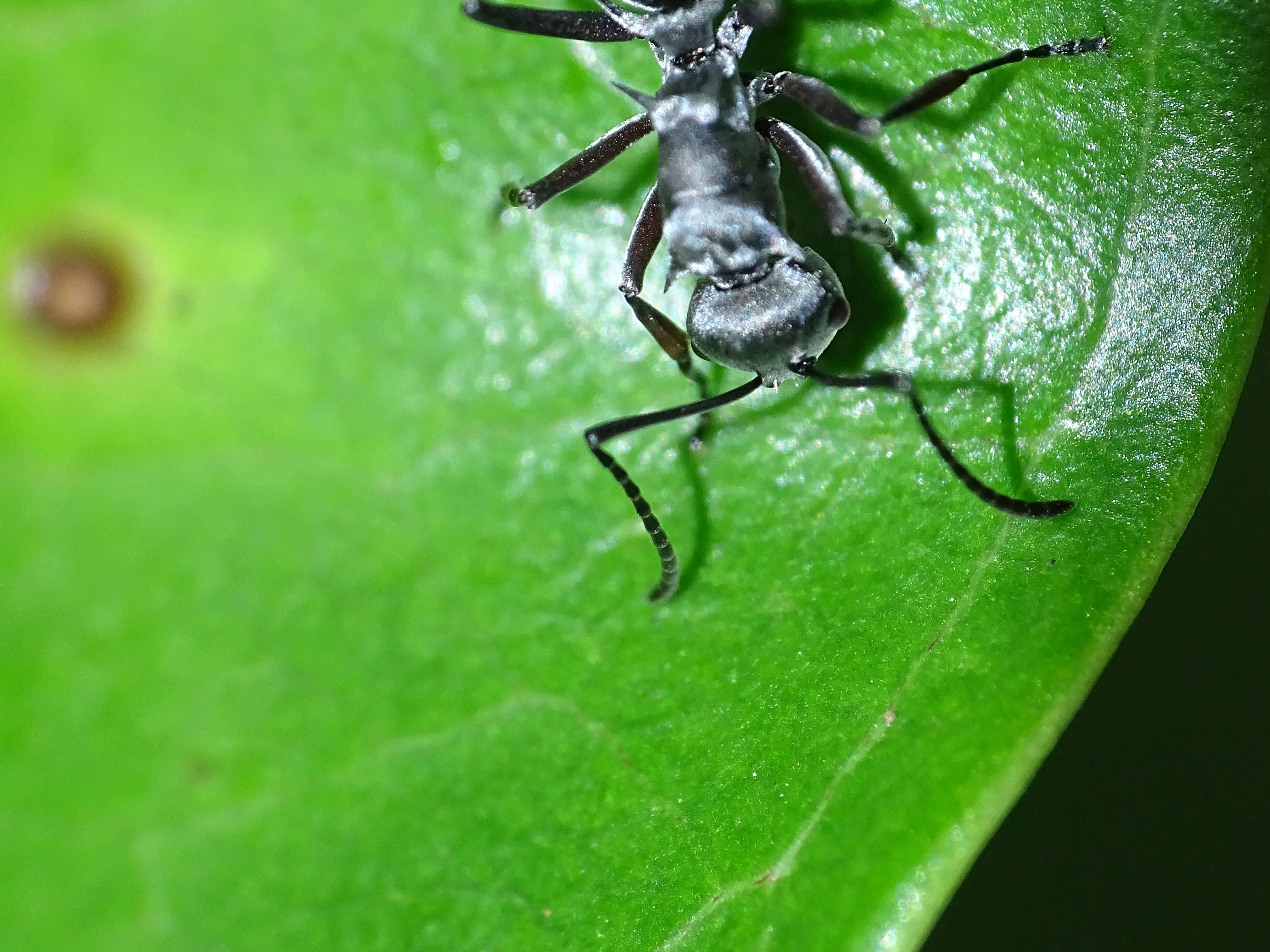 Image de Polyrhachis