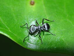 Image de Polyrhachis