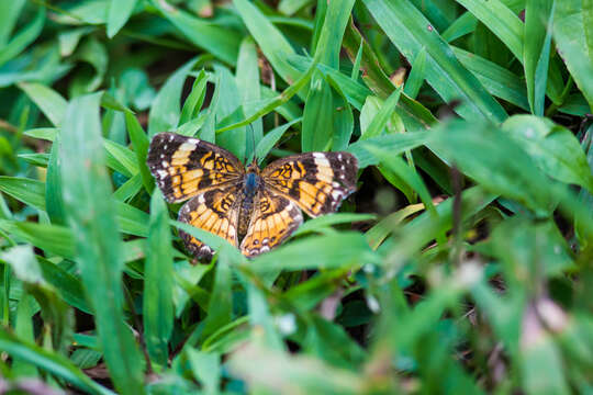 Image of Silvery Checkerspot