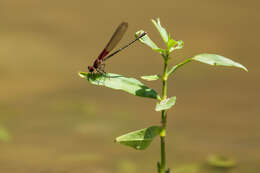 Image of American Rubyspot