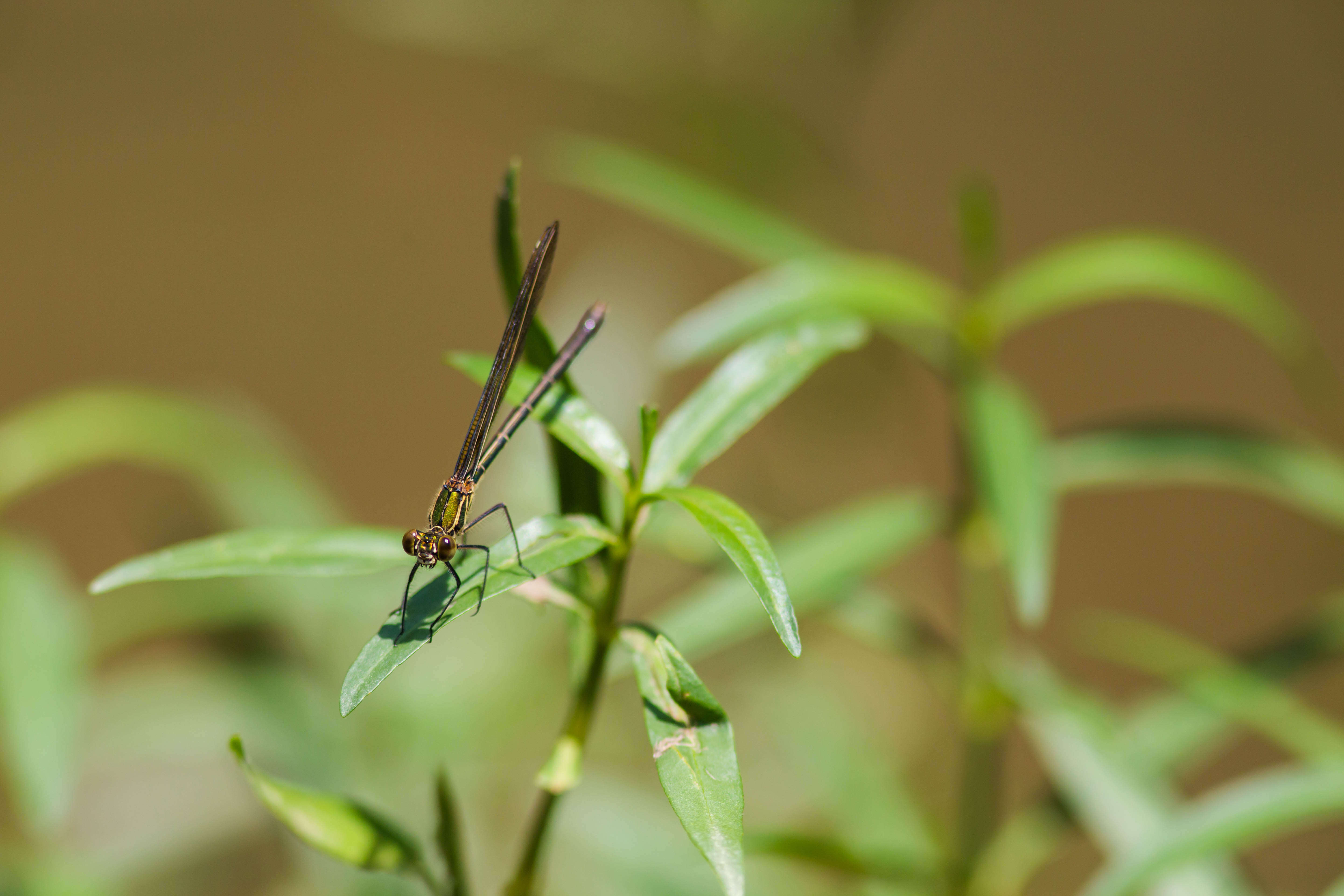 Image of American Rubyspot