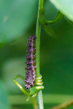 Image of Pearl Crescent