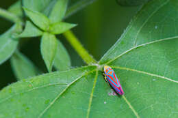 Graphocephala coccinea (Forster & J. R. 1771)的圖片