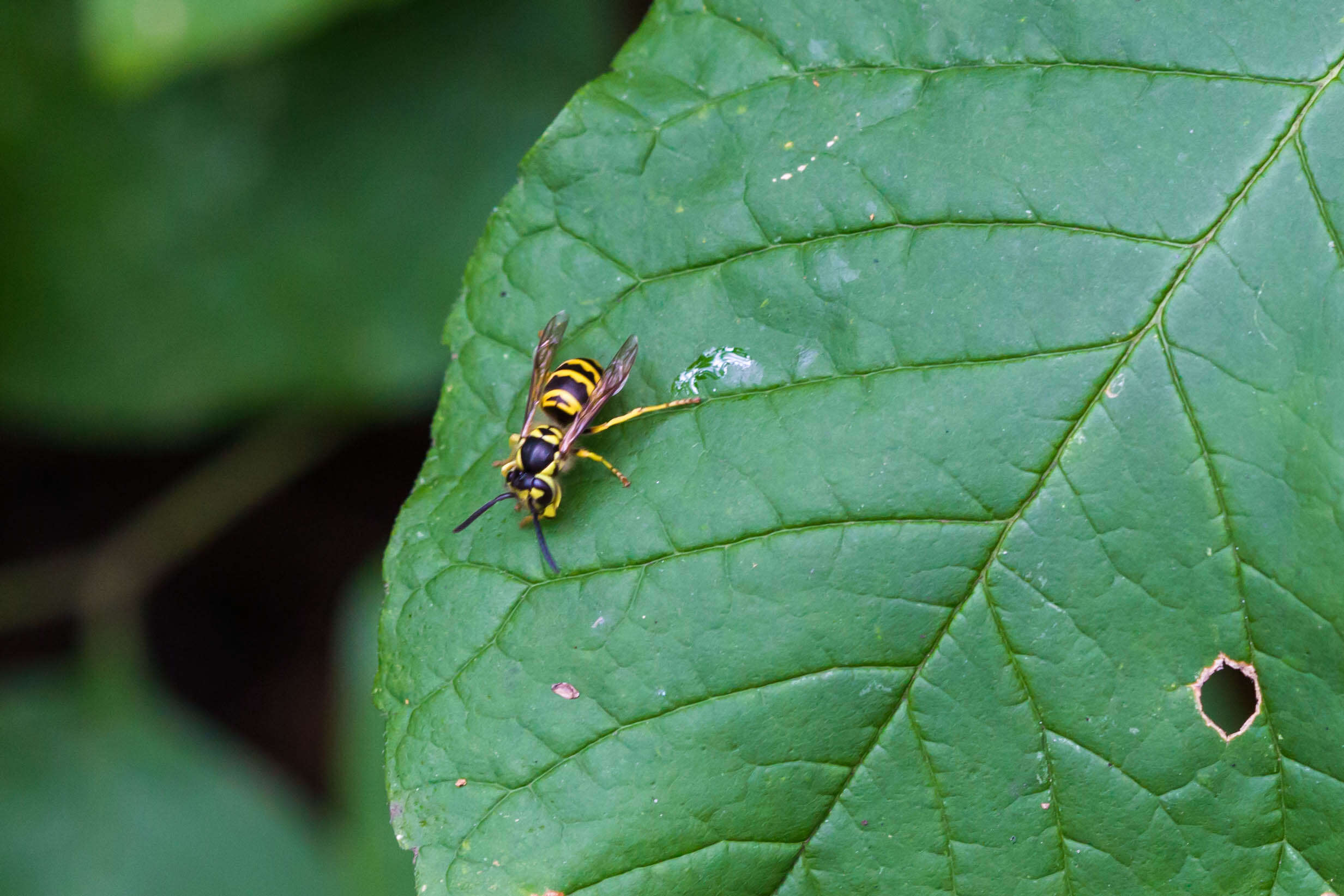 Image of Eastern Yellowjacket