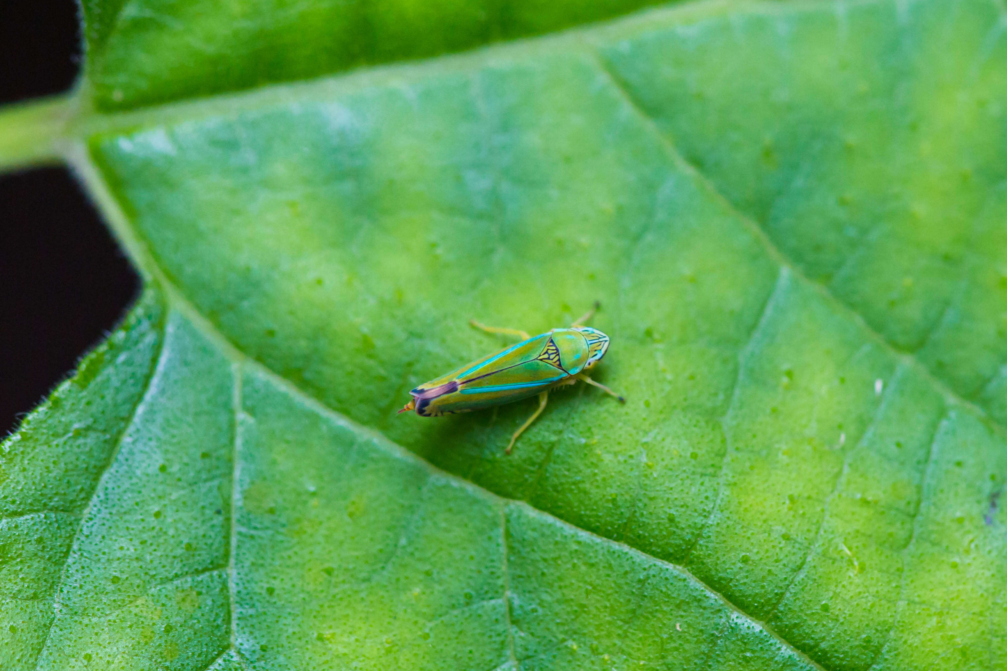 Image of Graphocephala versuta (Say 1830)