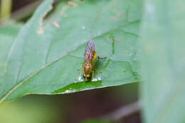 Image of Stratiomyomorpha