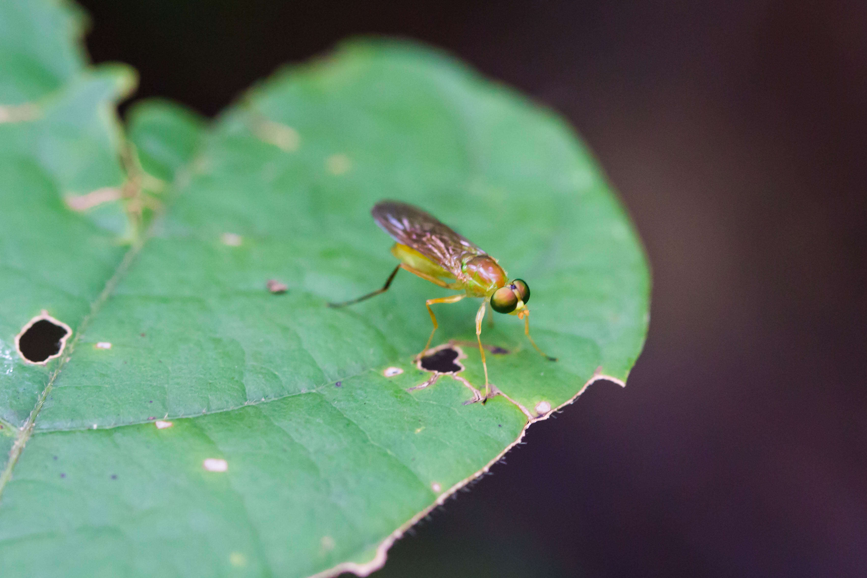 Image of Stratiomyomorpha