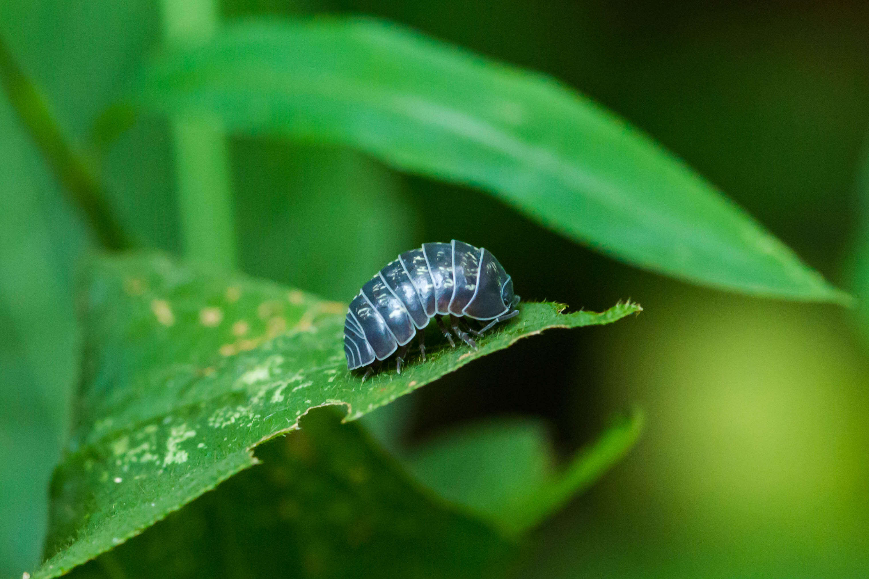 Image of pill bugs