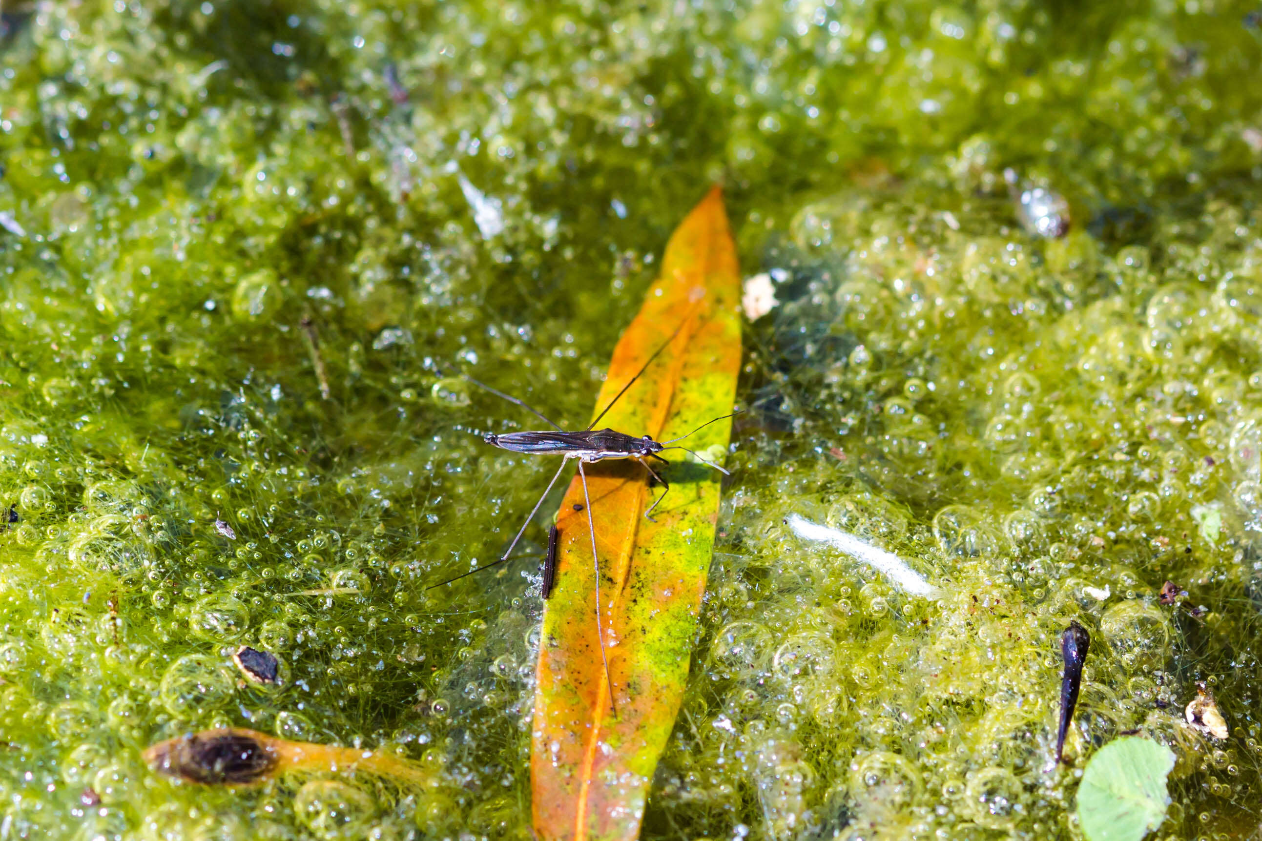 Image of Common pond skater