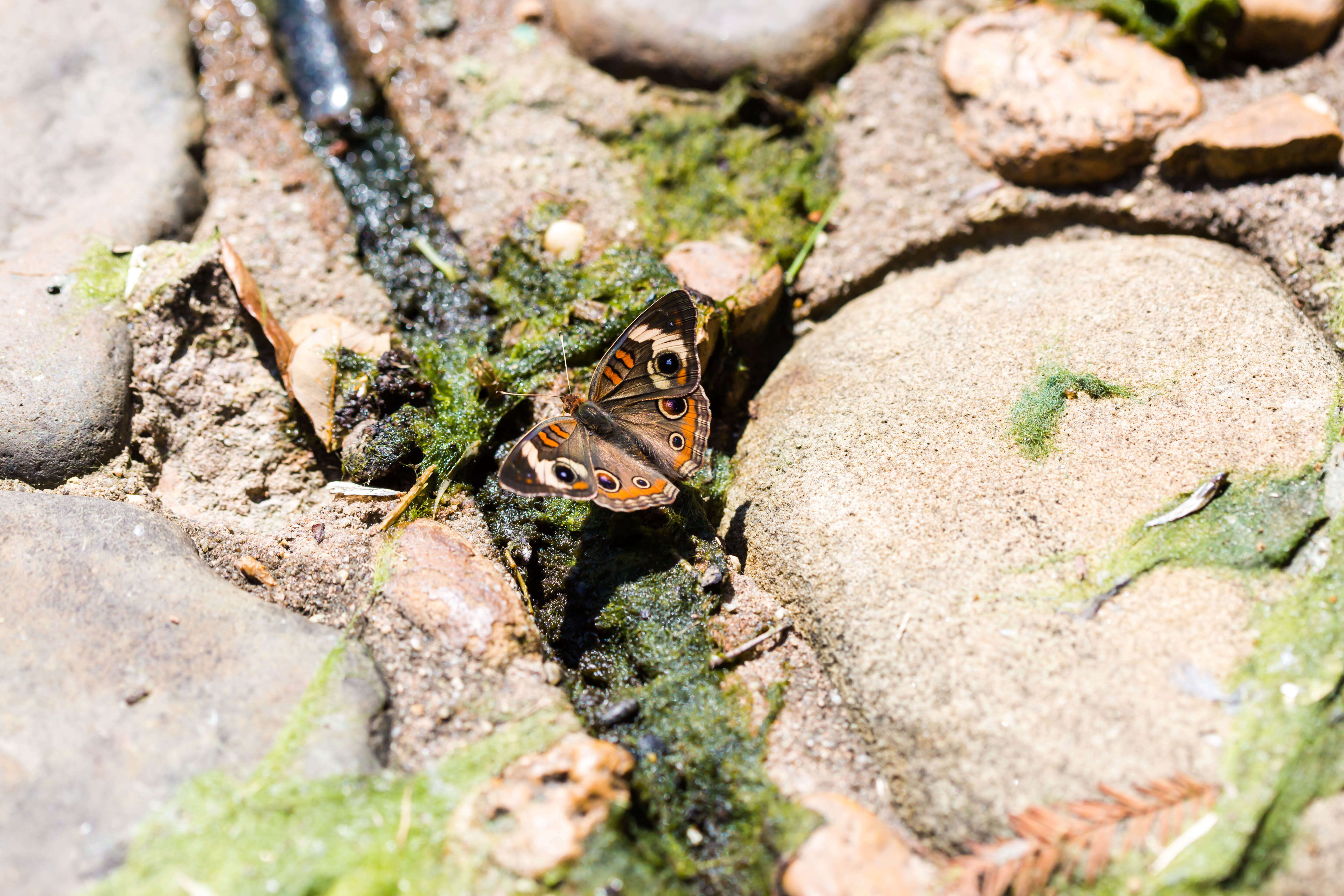 Image of Common buckeye