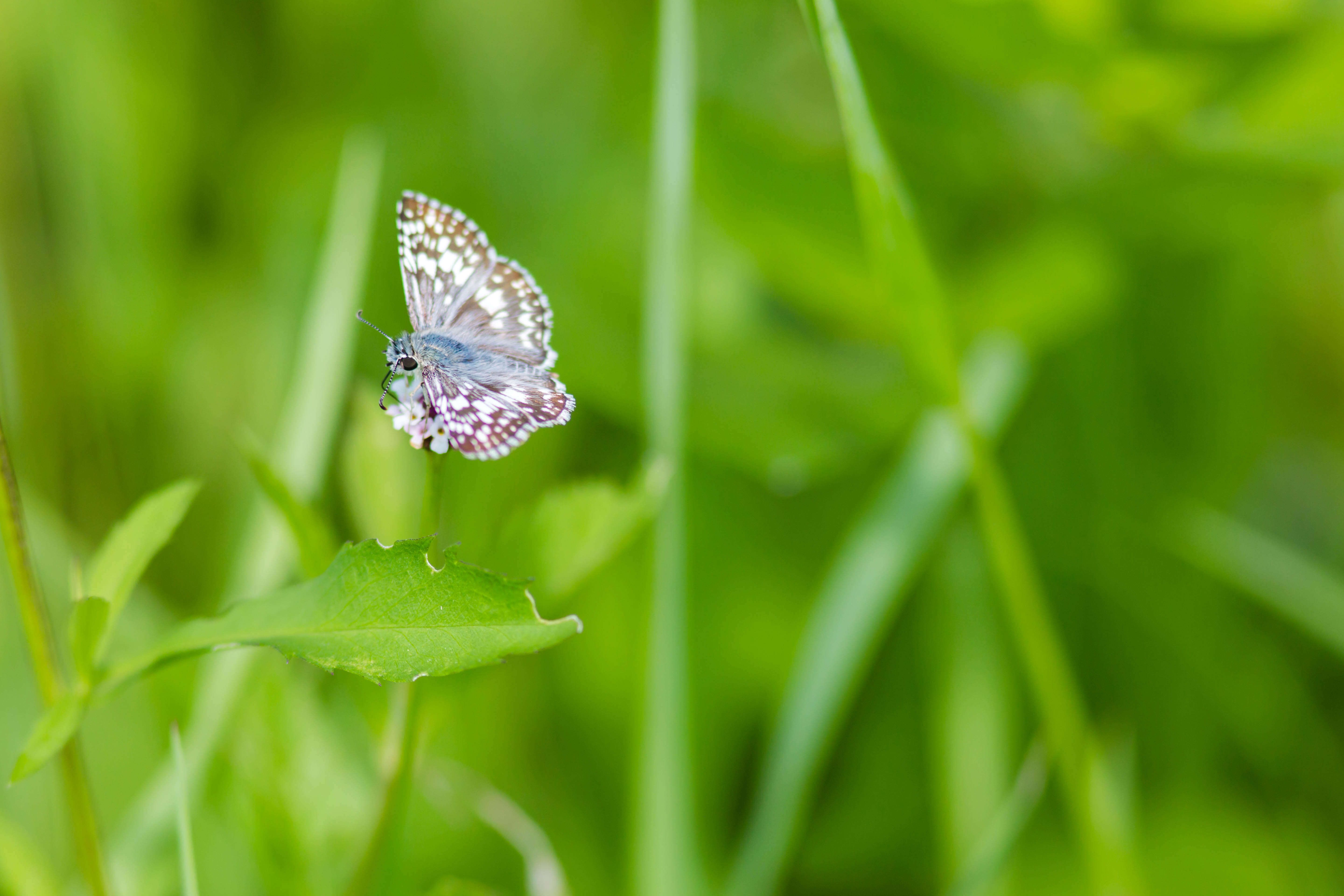 Image of Burnsius communis