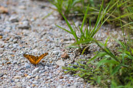 Image of Variegated Fritillary