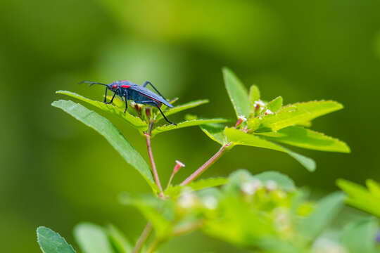 Image of Red-shouldered bug