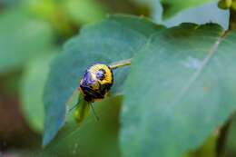 Image of Green stink bug