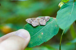 Imagem de Hypagyrtis unipunctata Haworth 1809