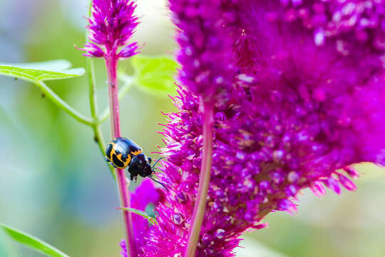 Image of Swamp Milkweed Leaf Beetle