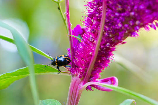 Image of Swamp Milkweed Leaf Beetle