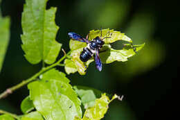 Image of Carpenter-mimic Leaf-cutter Bee