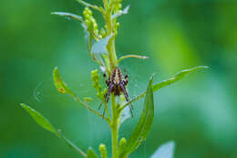 Image of Arabesque Orbweaver