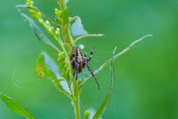 Image of Arabesque Orbweaver