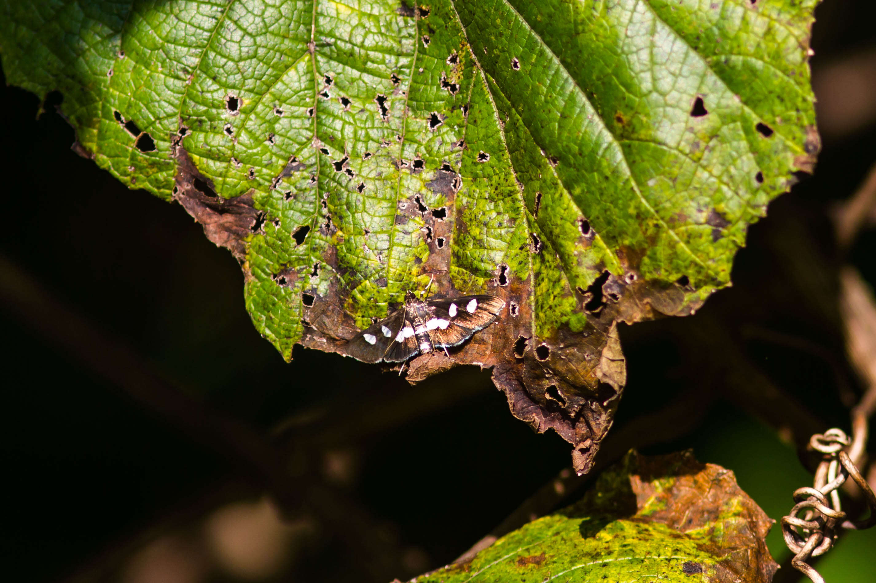 Image of Grape Leaffolder