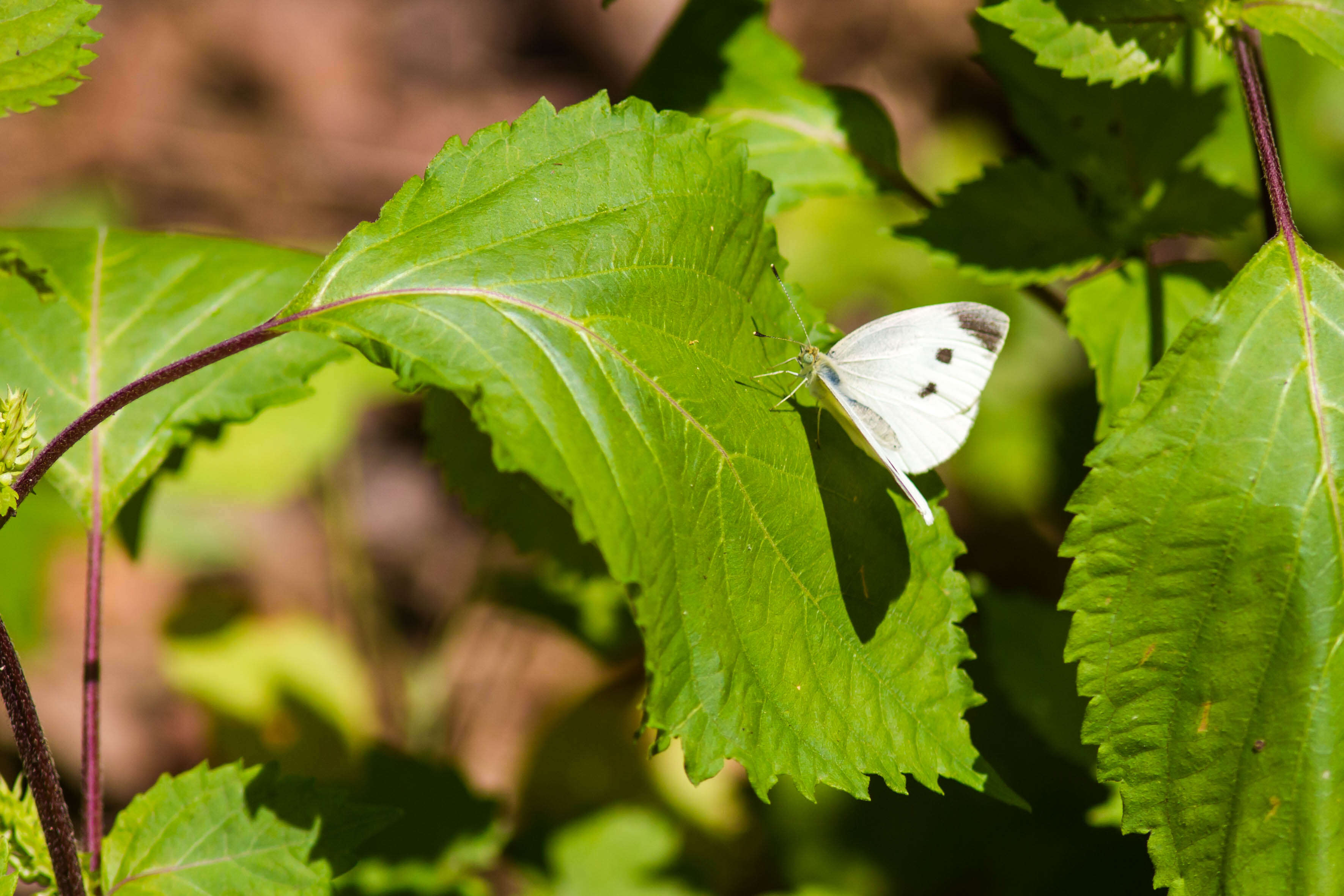 Image of small white