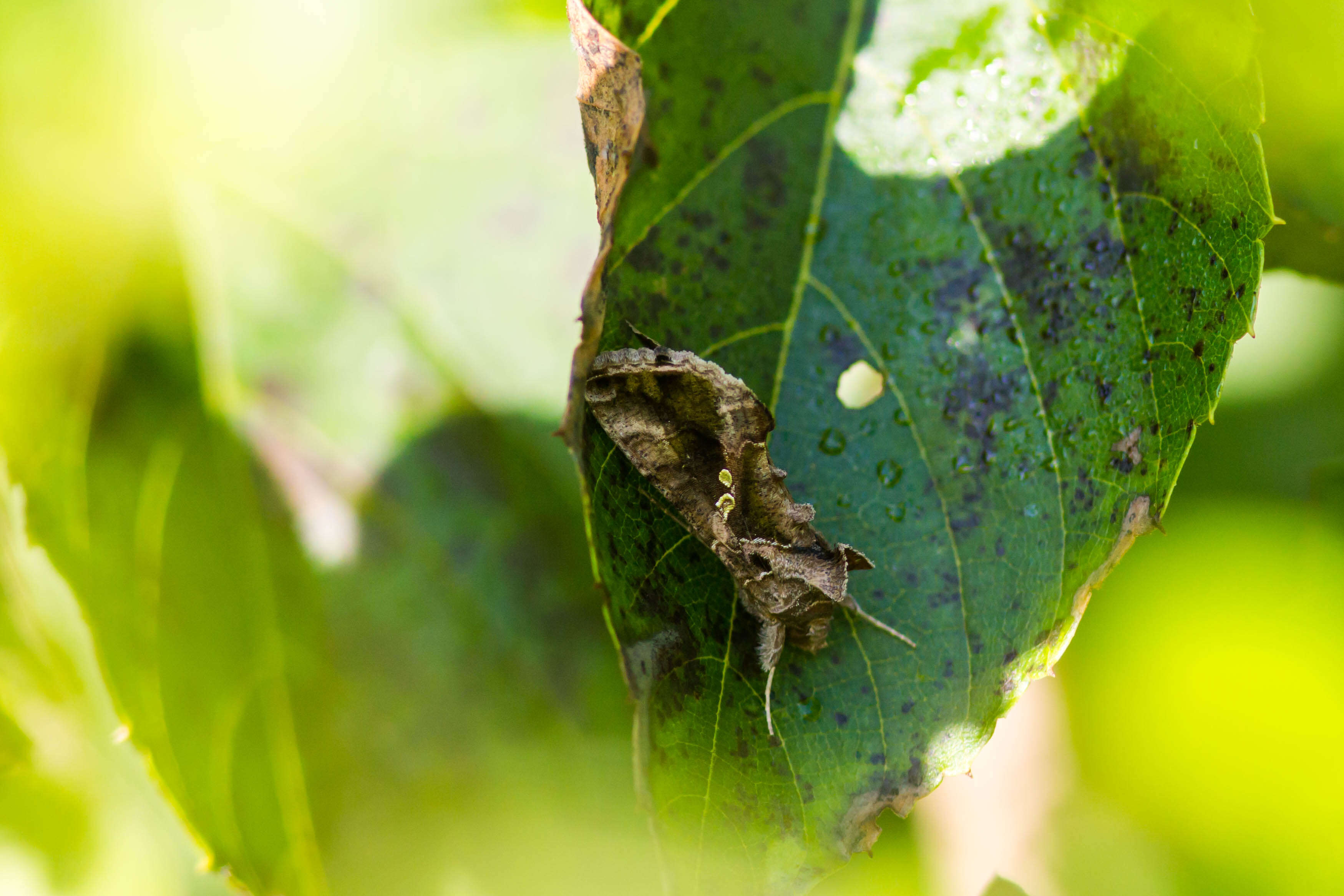 Image of Soybean Looper