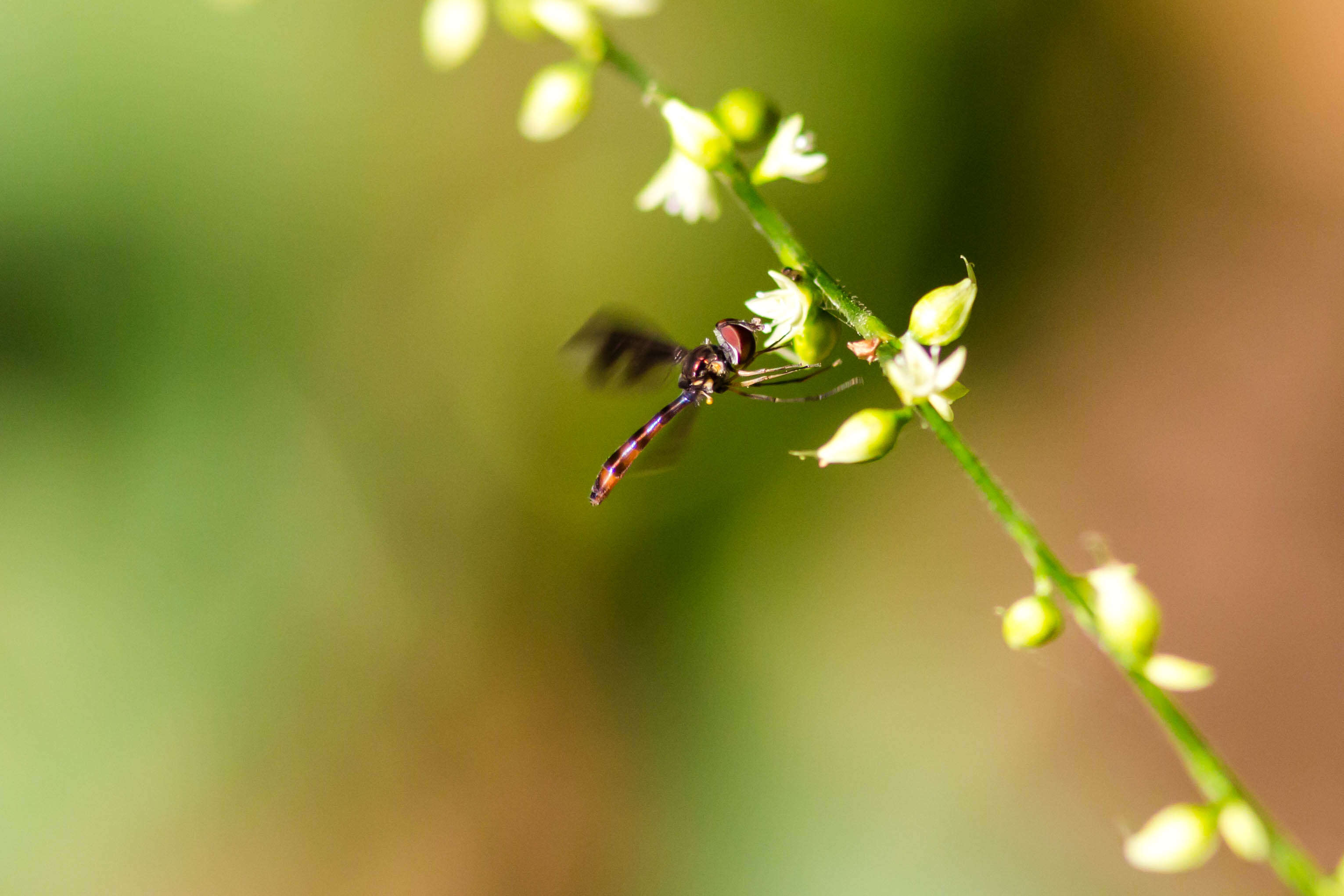 صورة Ocyptamus fuscipennis (Say 1823)