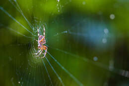 Image of Hentz's Orbweaver