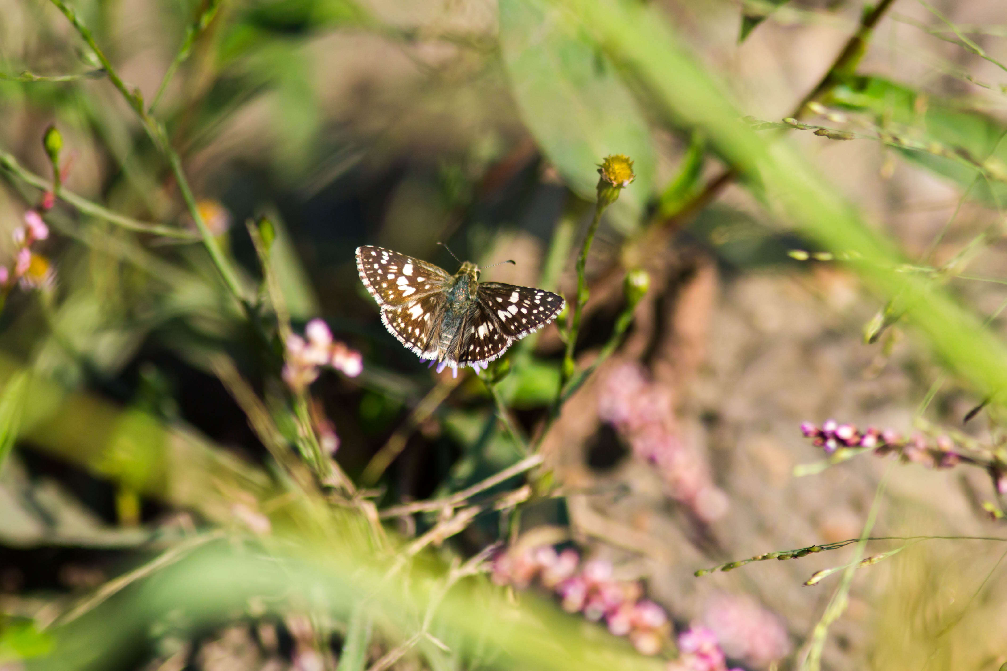 Image of Burnsius communis