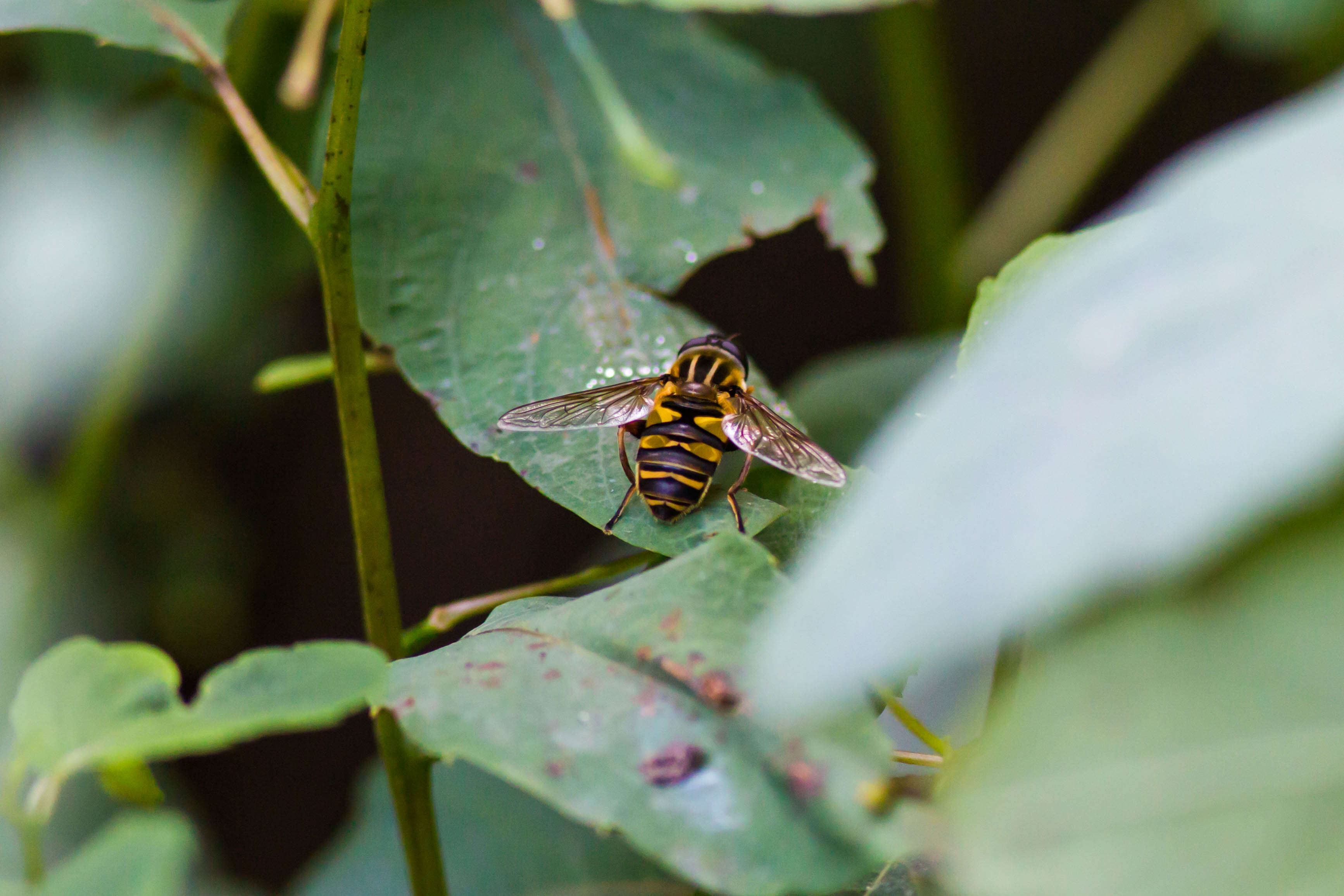 Image of Marsh Hoverfly