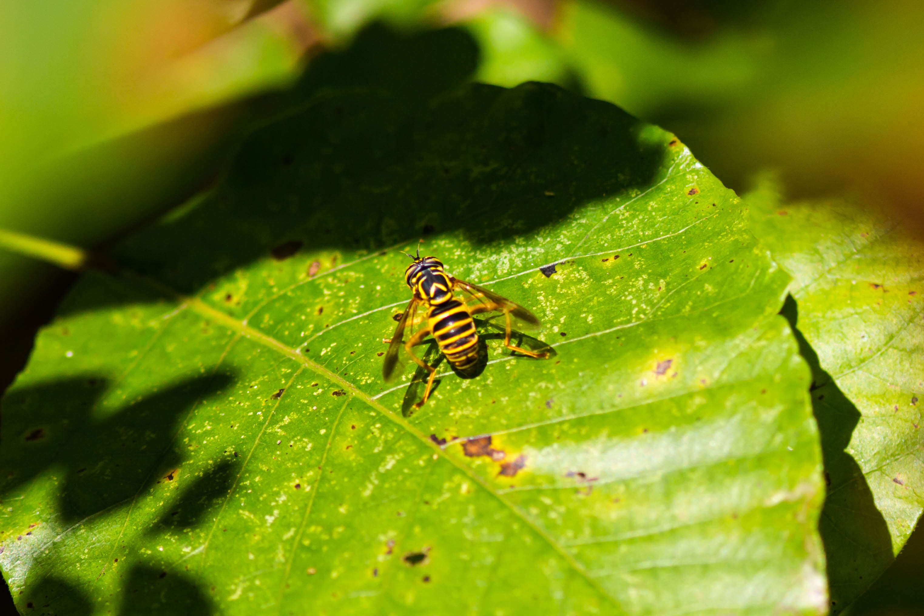 Image of Eastern Hornet Fly