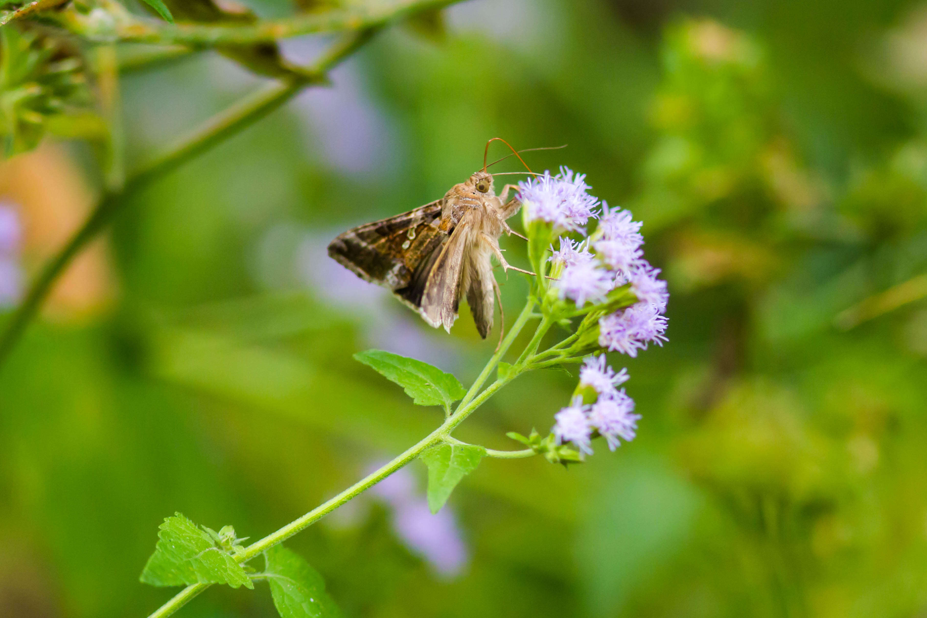 Image of Soybean Looper