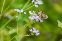 Image of Soybean Looper