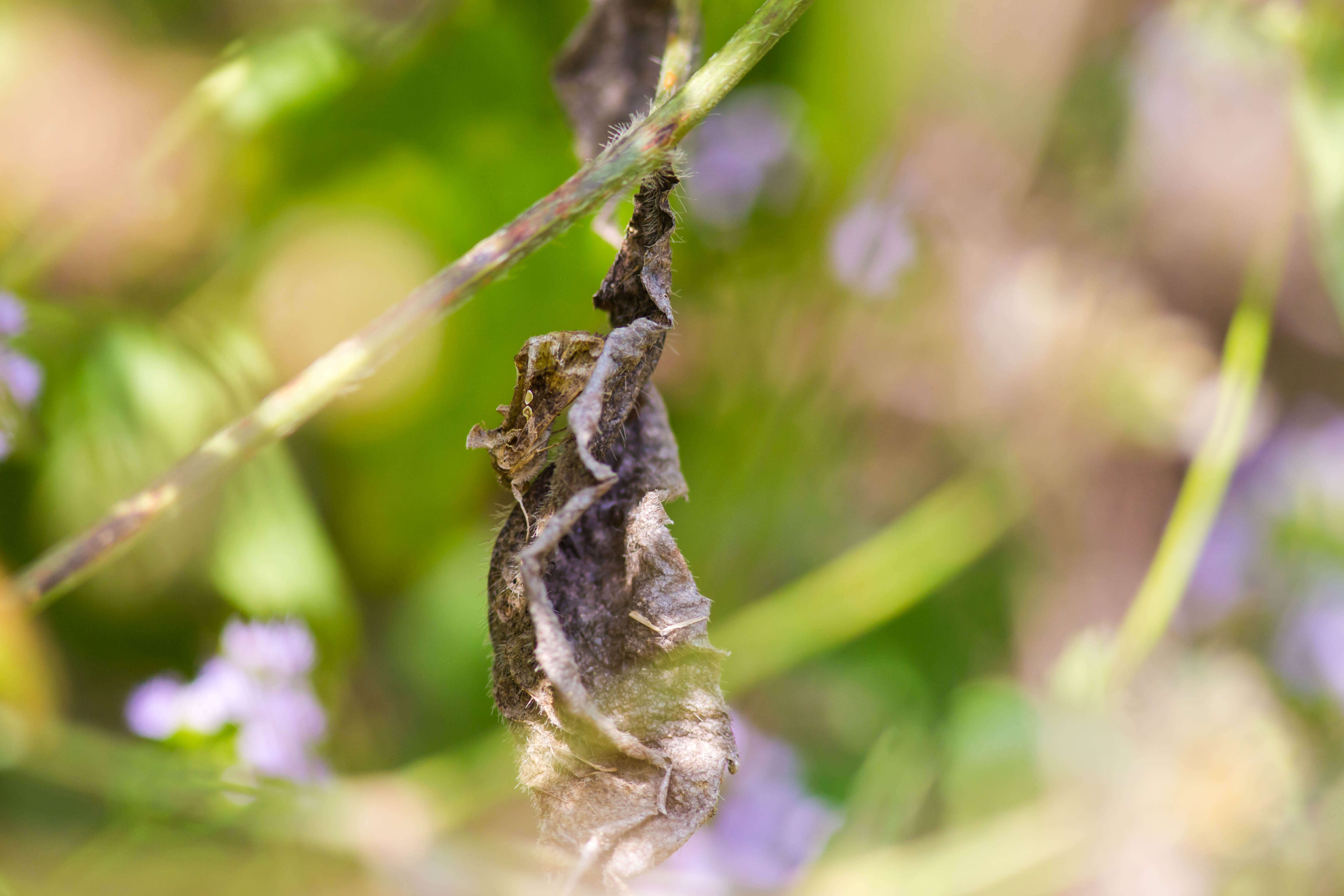 Image of Soybean Looper