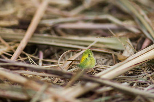 Image of Dainty Sulphur