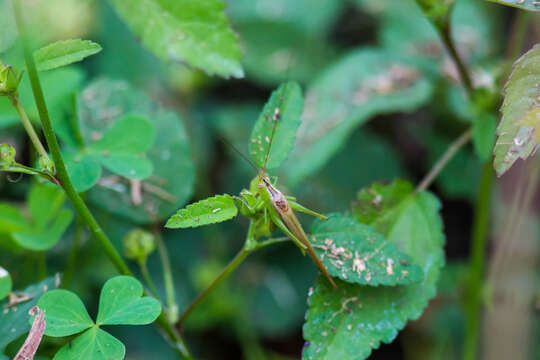 Image of Slender Meadow Katydid