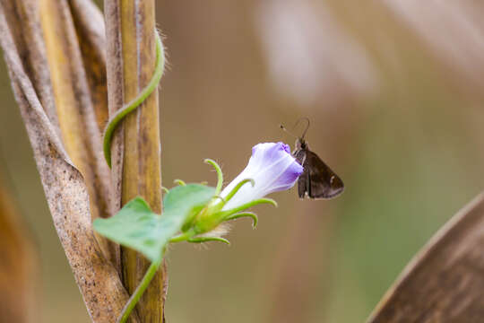 Image of Clouded Skipper