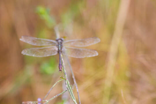 Image of Two-striped Forceptail