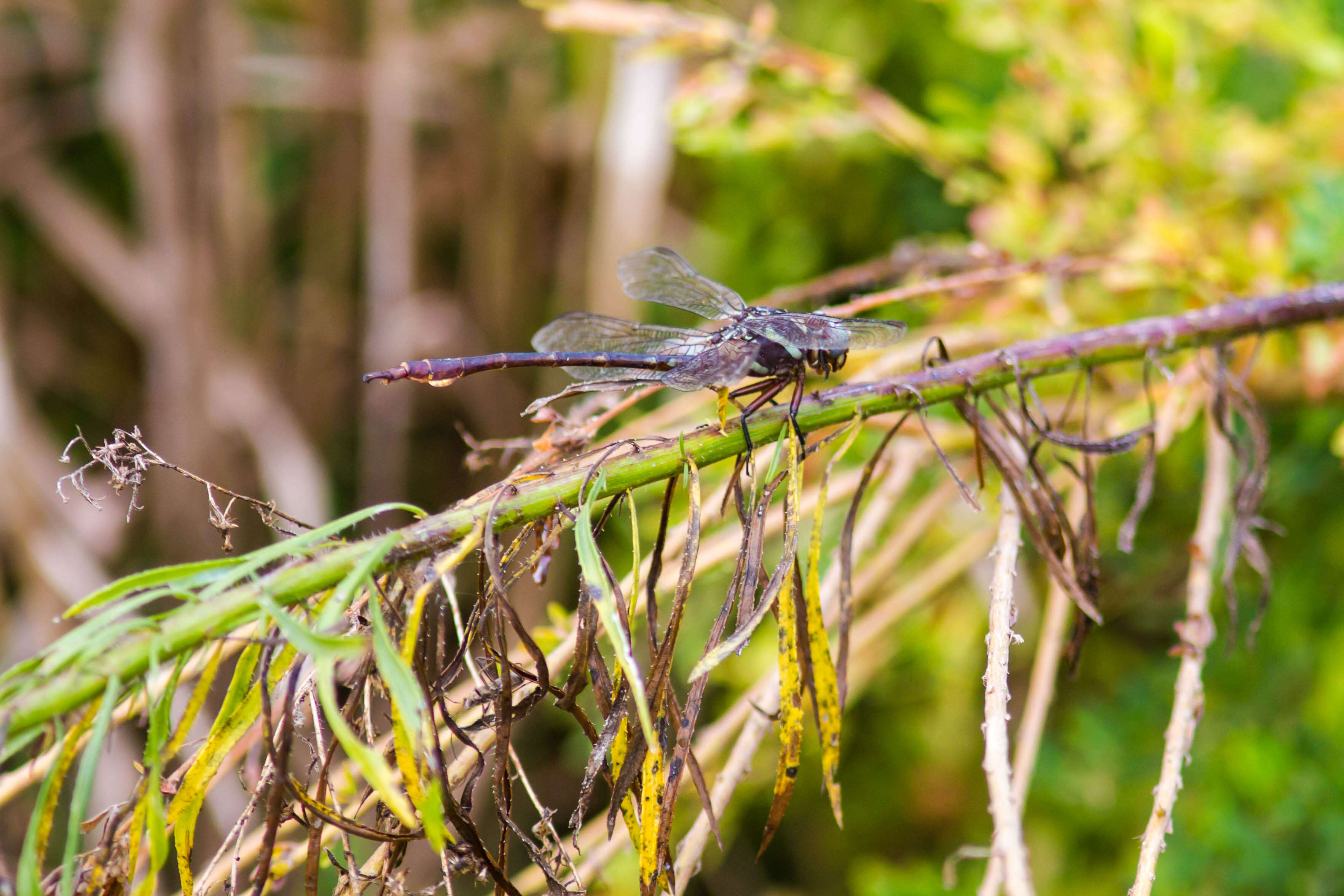 Image of Two-striped Forceptail