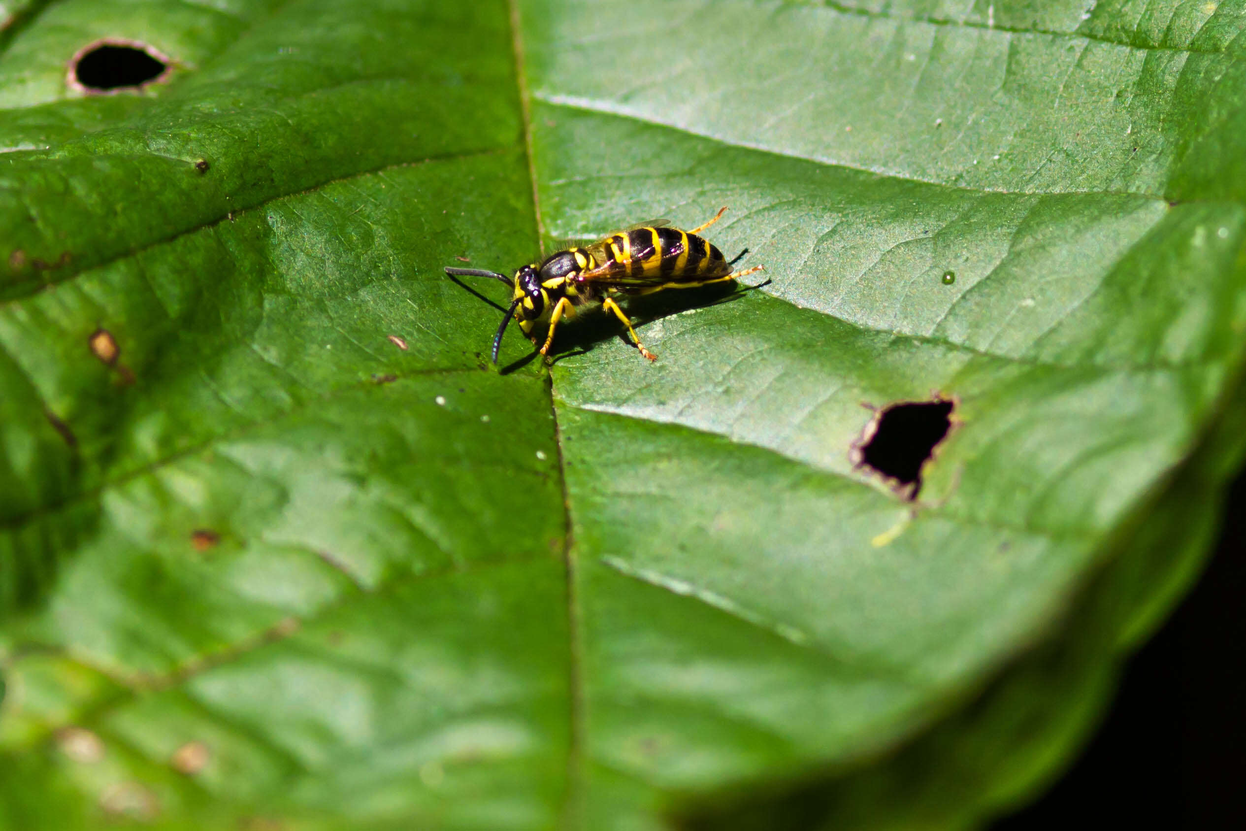 Image de Vespula maculifrons (Buysson 1905)