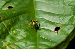 Image of Eastern Yellowjacket