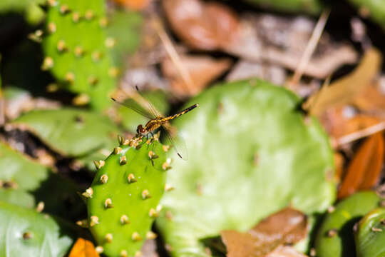 Image of Little Blue Dragonlet