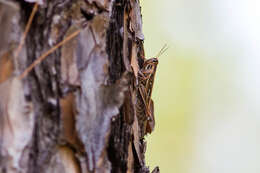 Image of American Bird Grasshopper