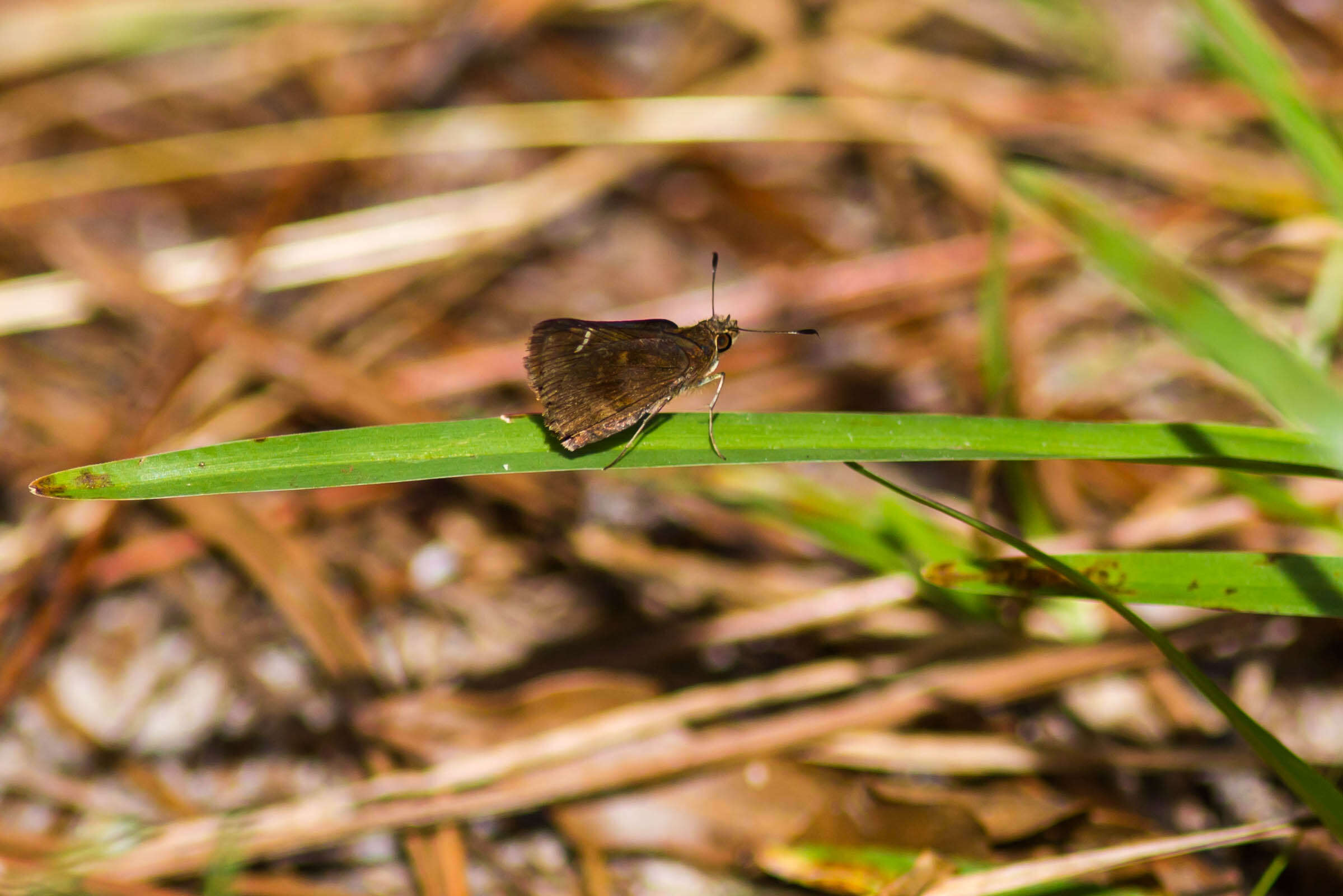 Image of Clouded Skipper