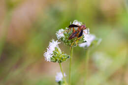 Image of Northern Paper Wasp