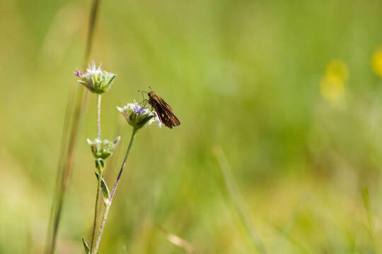 Image of Long-windged Skipper