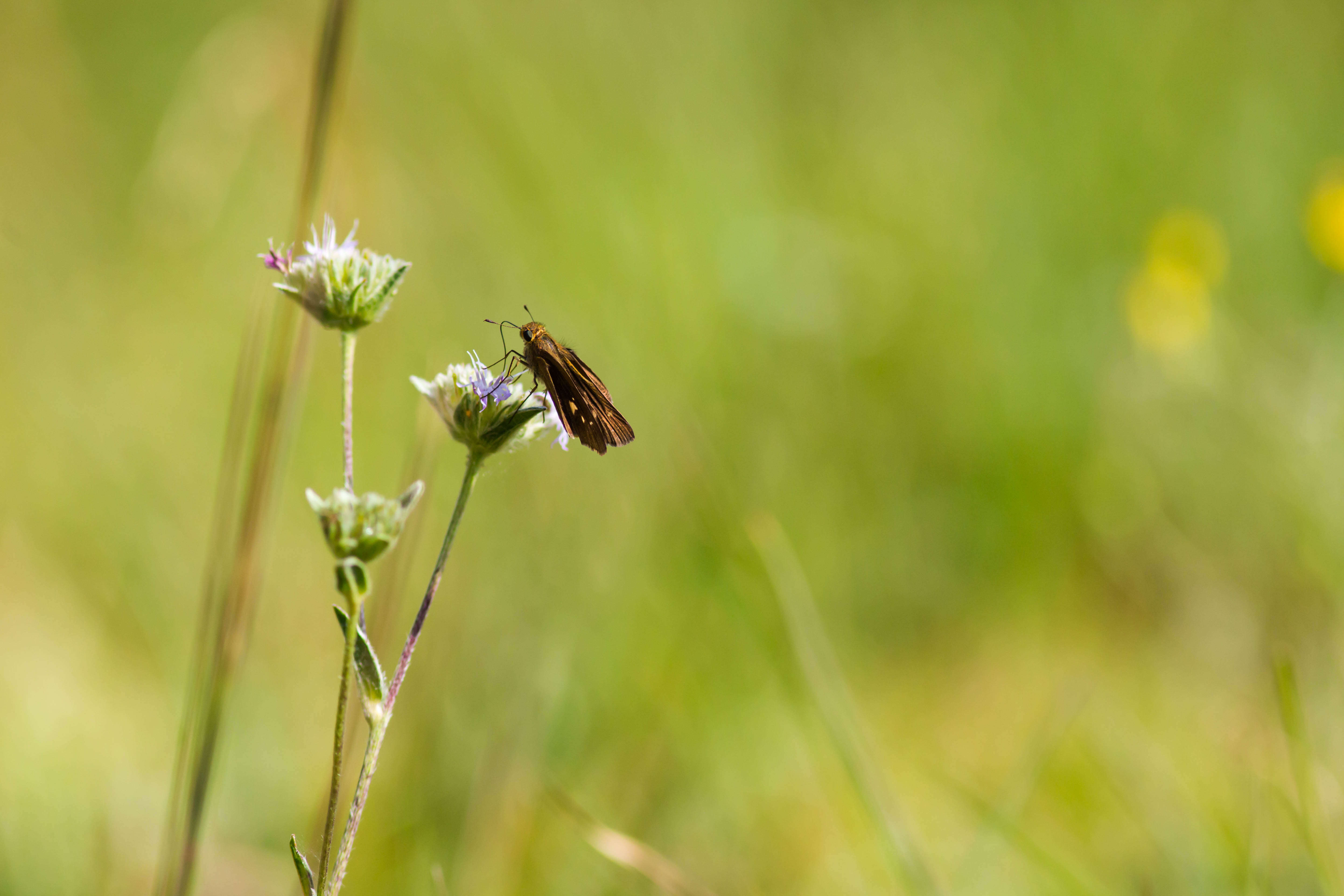 Image of Long-windged Skipper