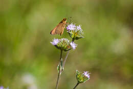 Image of Long-windged Skipper